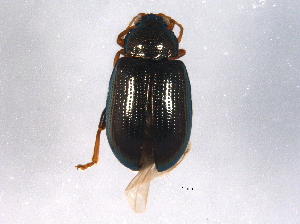  (Crepidodera - BIOUG05829-A03)  @15 [ ] CreativeCommons - Attribution (2014) CBG Photography Group Centre for Biodiversity Genomics