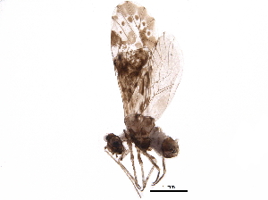  (Trichadenotecnum slossonae - BIOUG06073-F04)  @14 [ ] CreativeCommons - Attribution (2016) CBG Photography Group Centre for Biodiversity Genomics