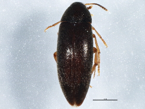 ( - BIOUG10131-B12)  @14 [ ] CreativeCommons - Attribution (2014) CBG Photography Group Centre for Biodiversity Genomics