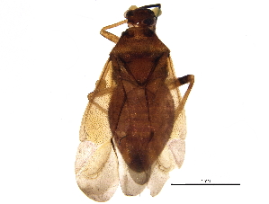  (Tropidosteptes pettiti - BIOUG10135-C01)  @14 [ ] CreativeCommons - Attribution (2014) CBG Photography Group Centre for Biodiversity Genomics