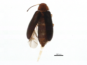  (Symphora - BIOUG10332-C10)  @14 [ ] CreativeCommons - Attribution (2014) CBG Photography Group Centre for Biodiversity Genomics