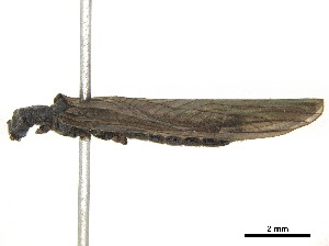  ( - BIOUG10539-D04)  @11 [ ] CreativeCommons - Attribution (2018) CBG Photography Group Centre for Biodiversity Genomics