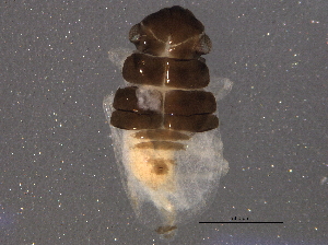  ( - BIOUG11105-C02)  @12 [ ] CreativeCommons - Attribution (2014) CBG Photography Group Centre for Biodiversity Genomics