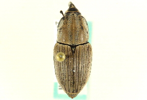  (Sphenophorus aequalis - CNC COLEO 00116800)  @14 [ ] CreativeCommons - Attribution (2011) CNC/CBG Photography Group Centre for Biodiversity Genomics