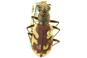  (Cicindela lengi versuta - CNC COLEO 00117251)  @11 [ ] CreativeCommons - Attribution (2011) CNC/CBG Photography Group Centre for Biodiversity Genomics