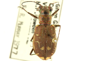  (Cicindela repanda novascotiae - CNC COLEO 00117284)  @11 [ ] CreativeCommons - Attribution (2011) CNC/CBG Photography Group Centre for Biodiversity Genomics