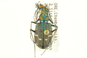  (Cicindela depressula - CNC COLEO 00117295)  @13 [ ] CreativeCommons - Attribution (2011) CNC/CBG Photography Group Centre for Biodiversity Genomics