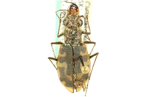  (Cicindela hirticollis shelfordi - CNC COLEO 00117301)  @14 [ ] CreativeCommons - Attribution (2011) CNC/CBG Photography Group Centre for Biodiversity Genomics