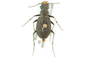  (Cicindela longilabris oslari - CNC COLEO 00117317)  @15 [ ] CreativeCommons - Attribution (2011) CNC/CBG Photography Group Centre for Biodiversity Genomics