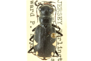  (Cicindela scutellaris molesta - CNC COLEO 00117344)  @11 [ ] CreativeCommons - Attribution (2011) CNC/CBG Photography Group Centre for Biodiversity Genomics