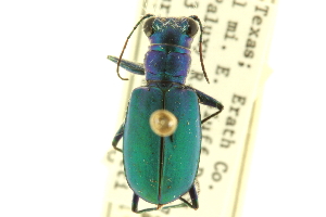  (Cicindela scutellaris flavovirides - CNC COLEO 00117346)  @14 [ ] CreativeCommons - Attribution (2011) CNC/CBG Photography Group Centre for Biodiversity Genomics