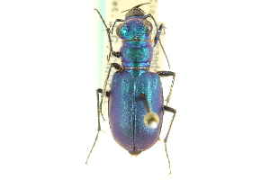  (Cicindela scutellaris rugata - CNC COLEO 00117347)  @14 [ ] CreativeCommons - Attribution (2011) CNC/CBG Photography Group Centre for Biodiversity Genomics