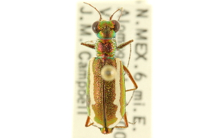  (Cylindera lemniscata - CNC COLEO 00117371)  @11 [ ] CreativeCommons - Attribution (2011) CNC/CBG Photography Group Centre for Biodiversity Genomics