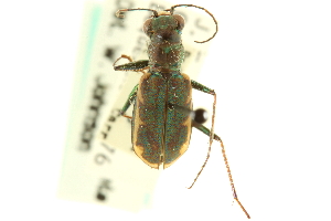  (Cicindela pusilla cinctipennis - CNC COLEO 00117391)  @11 [ ] CreativeCommons - Attribution (2011) CNC/CBG Photography Group Centre for Biodiversity Genomics