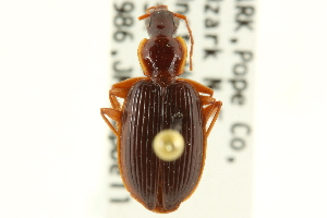  (Platynus parmarginatus - CNC COLEO 00117447)  @14 [ ] CreativeCommons - Attribution (2011) CNC/CBG Photography Group Centre for Biodiversity Genomics