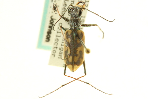  (Cicindela macra macra - CNC COLEO 00117519)  @11 [ ] CreativeCommons - Attribution (2011) CNC/CBG Photography Group Centre for Biodiversity Genomics