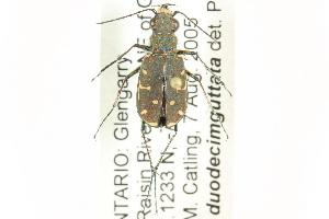  (Cicindela duodecimguttata - CNC COLEO 00117542)  @14 [ ] CreativeCommons - Attribution (2011) CNC/CBG Photography Group Centre for Biodiversity Genomics