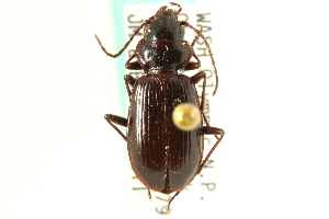  (Nebria crassicornis crassicornis - CNC COLEO 00117722)  @14 [ ] CreativeCommons - Attribution (2011) CNC/CBG Photography Group Centre for Biodiversity Genomics