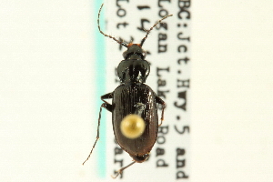  (Loricera decempunctata - CNC COLEO 00117794)  @13 [ ] CreativeCommons - Attribution (2011) CNC/CBG Photography Group Centre for Biodiversity Genomics