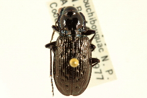  (Blethisa quadricollis - CNC COLEO 00117803)  @14 [ ] CreativeCommons - Attribution (2011) CNC/CBG Photography Group Centre for Biodiversity Genomics