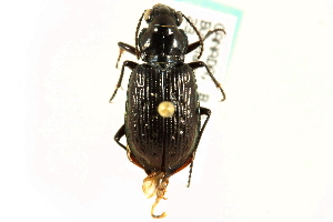  (Blethisa oregonensis - CNC COLEO 00117809)  @13 [ ] CreativeCommons - Attribution (2011) CNC/CBG Photography Group Centre for Biodiversity Genomics