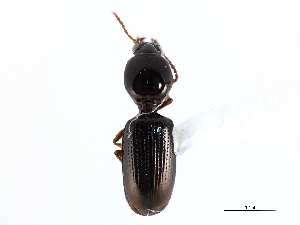  (Dyschirius tenuispinus - CNC COLEO 00117859)  @11 [ ] CreativeCommons - Attribution (2011) CNC/CBG Photography Group Centre for Biodiversity Genomics