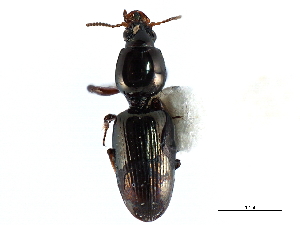  (Dyschirius montanus - CNC COLEO 00117862)  @11 [ ] CreativeCommons - Attribution (2011) CNC/CBG Photography Group Centre for Biodiversity Genomics