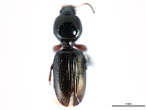 (Dyschirius aratus - CNC COLEO 00117866)  @11 [ ] CreativeCommons - Attribution (2011) CNC/CBG Photography Group Centre for Biodiversity Genomics