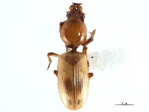  (Dyschirius sellatus - CNC COLEO 00117871)  @11 [ ] CreativeCommons - Attribution (2011) CNC/CBG Photography Group Centre for Biodiversity Genomics