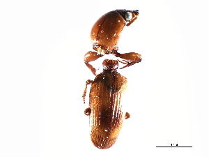  (Dyschirius campicola - CNC COLEO 00117874)  @13 [ ] CreativeCommons - Attribution (2011) CNC/CBG Photography Group Centre for Biodiversity Genomics