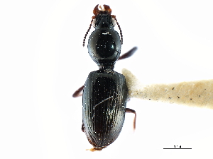  (Dyschirius sphaericollis - CNC COLEO 00117880)  @11 [ ] CreativeCommons - Attribution (2011) CNC/CBG Photography Group Centre for Biodiversity Genomics