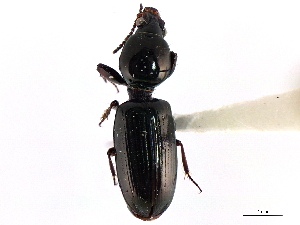  (Dyschirius perversus - CNC COLEO 00117882)  @13 [ ] CreativeCommons - Attribution (2011) CNC/CBG Photography Group Centre for Biodiversity Genomics