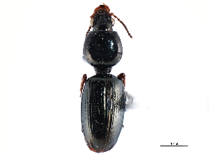  (Dyschirius truncatus - CNC COLEO 00117887)  @13 [ ] CreativeCommons - Attribution (2011) CNC/CBG Photography Group Centre for Biodiversity Genomics