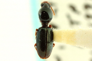  (Dyschirius erythrocerus - CNC COLEO 00117890)  @13 [ ] CreativeCommons - Attribution (2011) CNC/CBG Photography Group Centre for Biodiversity Genomics