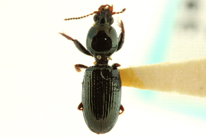  (Dyschirius larochellei - CNC COLEO 00117893)  @14 [ ] CreativeCommons - Attribution (2011) CNC/CBG Photography Group Centre for Biodiversity Genomics