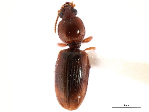  (Dyschirius quadrimaculatus - CNC COLEO 00117898)  @14 [ ] CreativeCommons - Attribution (2011) CNC/CBG Photography Group Centre for Biodiversity Genomics