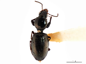  (Dyschirius dejeanii - CNC COLEO 00117900)  @14 [ ] CreativeCommons - Attribution (2011) CNC/CBG Photography Group Centre for Biodiversity Genomics