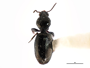  (Dyschirius subarcticus - CNC COLEO 00117904)  @11 [ ] CreativeCommons - Attribution (2011) CNC/CBG Photography Group Centre for Biodiversity Genomics