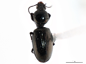  (Dyschirius aeneolus - CNC COLEO 00117906)  @14 [ ] CreativeCommons - Attribution (2011) CNC/CBG Photography Group Centre for Biodiversity Genomics