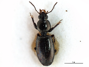  (Dyschirius alticola - CNC COLEO 00117910)  @14 [ ] CreativeCommons - Attribution (2011) CNC/CBG Photography Group Centre for Biodiversity Genomics