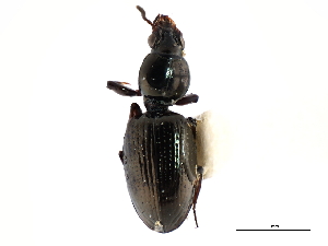  (Dyschirius compactus - CNC COLEO 00117911)  @11 [ ] CreativeCommons - Attribution (2011) CNC/CBG Photography Group Centre for Biodiversity Genomics
