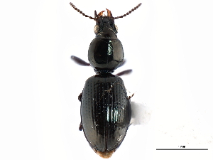  (Dyschirius hiemalis - CNC COLEO 00117915)  @14 [ ] CreativeCommons - Attribution (2011) CNC/CBG Photography Group Centre for Biodiversity Genomics