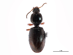 (Dyschirius globulosus - CNC COLEO 00117921)  @15 [ ] CreativeCommons - Attribution (2011) CNC/CBG Photography Group Centre for Biodiversity Genomics