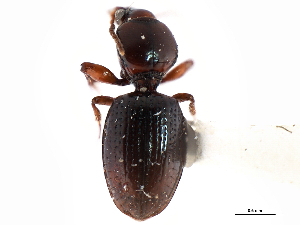  (Dyschirius setosus - CNC COLEO 00117926)  @11 [ ] CreativeCommons - Attribution (2011) CNC/CBG Photography Group Centre for Biodiversity Genomics
