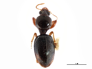  (Dyschirius pilosus - CNC COLEO 00117928)  @14 [ ] CreativeCommons - Attribution (2011) CNC/CBG Photography Group Centre for Biodiversity Genomics