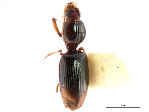  (Dyschirius affinis - CNC COLEO 00117932)  @13 [ ] CreativeCommons - Attribution (2011) CNC/CBG Photography Group Centre for Biodiversity Genomics