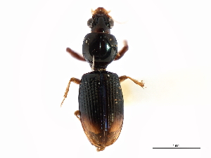  (Dyschirius haemorrhoidalis - CNC COLEO 00117934)  @11 [ ] CreativeCommons - Attribution (2011) CNC/CBG Photography Group Centre for Biodiversity Genomics