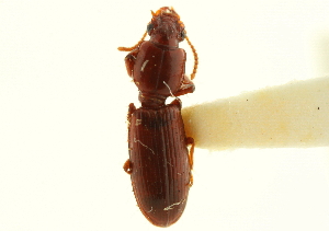  (Clivina oregona - CNC COLEO 00117943)  @14 [ ] CreativeCommons - Attribution (2011) CNC/CBG Photography Group Centre for Biodiversity Genomics