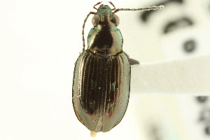  (Bembidion punctatostriatum - CNC COLEO 00118056)  @11 [ ] CreativeCommons - Attribution (2011) CNC/CBG Photography Group Centre for Biodiversity Genomics