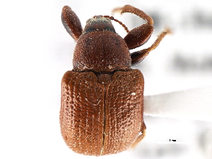  (Himatolabus pubescens - CNC COLEO 00109834)  @14 [ ] CreativeCommons - Attribution (2011) CNC/CBG Photography Group Centre for Biodiversity Genomics